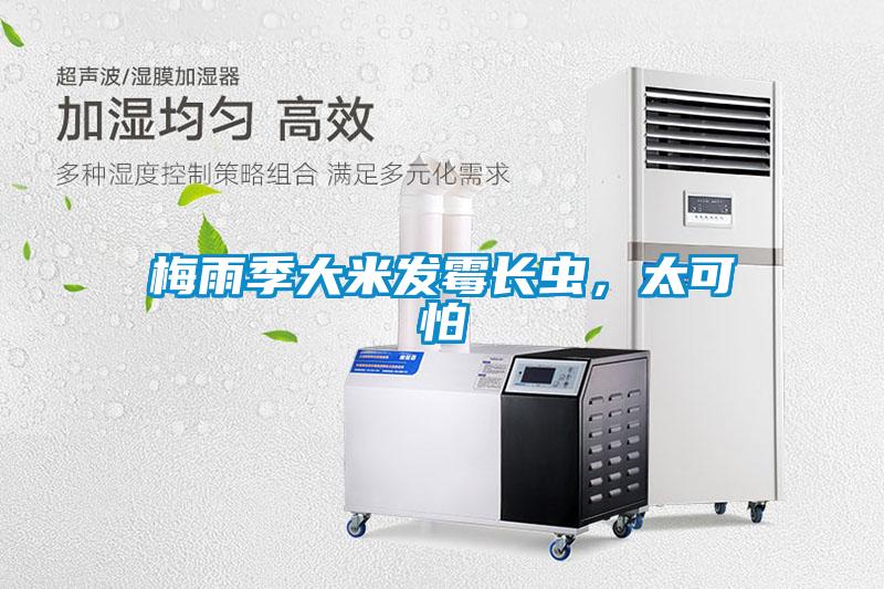 梅雨季大米發霉長蟲，太可怕